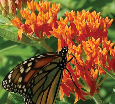 Asclepias tuberosa  ( Butterfly Weed Orange )